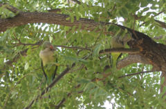 Myiopsitta monachus