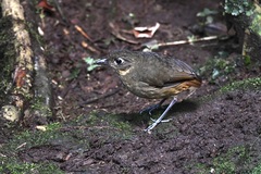Grallaria haplonota