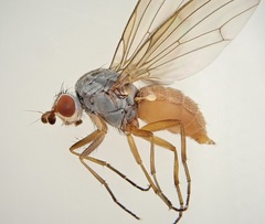 Heteromyza oculata