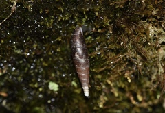 Hemiphaedusa ringens