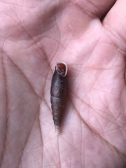 Hemiphaedusa ringens