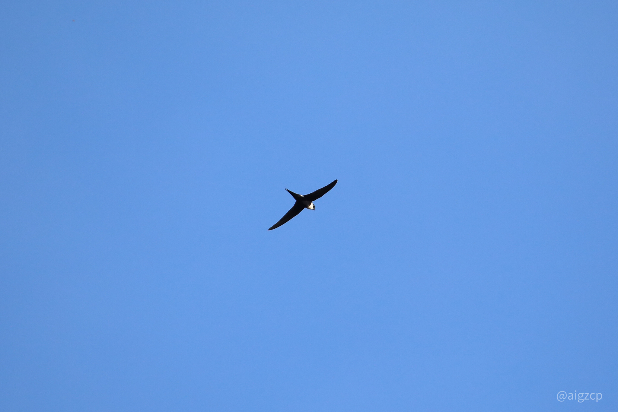 Lesser Swallow-tailed Swift illustration