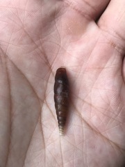 Hemiphaedusa ringens