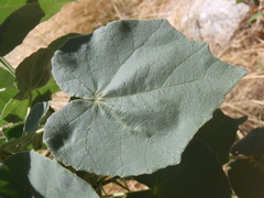 Abutilon reventum
