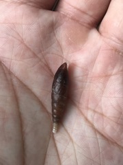 Hemiphaedusa ringens