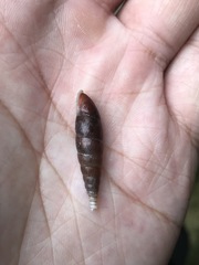 Hemiphaedusa ringens