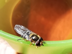 Scaeva pyrastri
