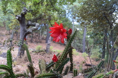 Disocactus speciosus