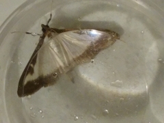 Cydalima perspectalis