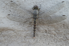 Bradinopyga strachani