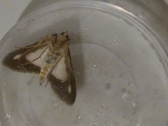 Cydalima perspectalis