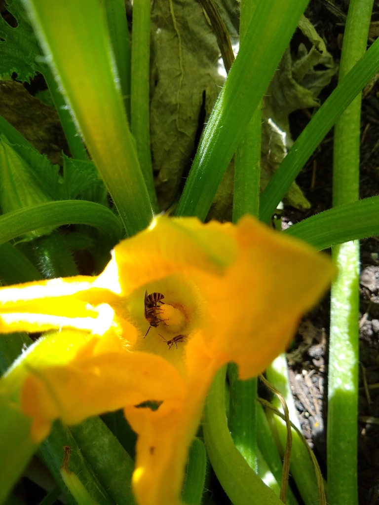 Pruinose Squash Bee from Belmont, WI, USA on September 4, 2020 at 02:04 ...