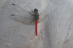 Bradinopyga strachani