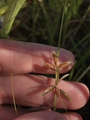 Cyperus bipartitus