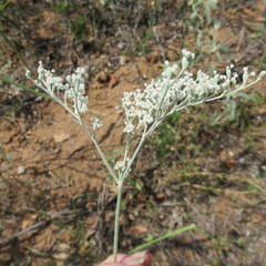 Eriogonum annuum
