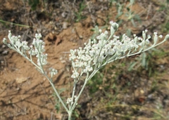 Eriogonum annuum