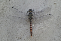 Bradinopyga strachani