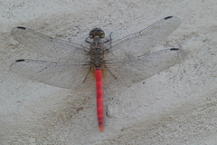 Bradinopyga strachani