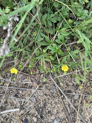 Potentilla supina
