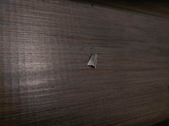 Denticucullus pygmina