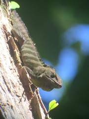 Anolis garmani