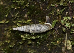 Hemiphaedusa ringens