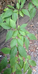 Lonicera maackii