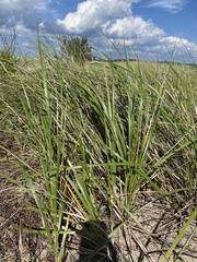 Ammophila