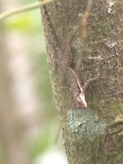Anolis opalinus
