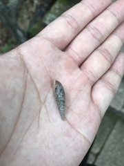 Hemiphaedusa ringens