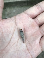 Hemiphaedusa ringens