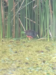 Pardirallus maculatus