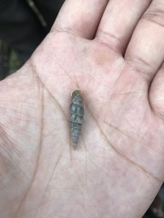 Hemiphaedusa ringens