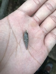 Hemiphaedusa ringens