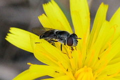 Platycheirus stegnus