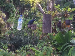 Euneornis campestris