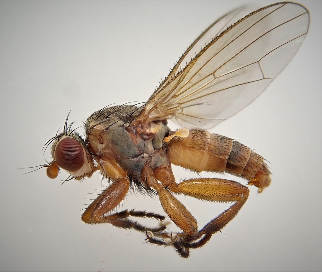 Neoleria inscripta
