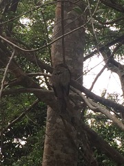 Nyctibius jamaicensis