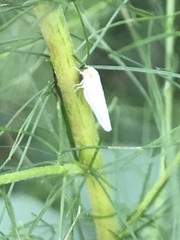 Neocenchrea heidemanni