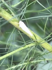 Neocenchrea heidemanni