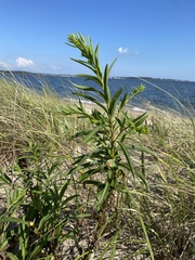 Solidago sempervirens