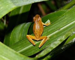 Dendropsophus minutus
