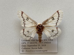 Hemileuca neumoegeni