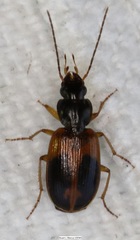 Badister elegans