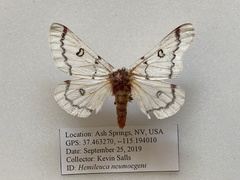 Hemileuca neumoegeni