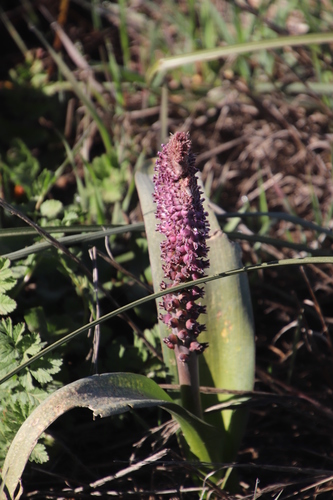Lachenalia elegans