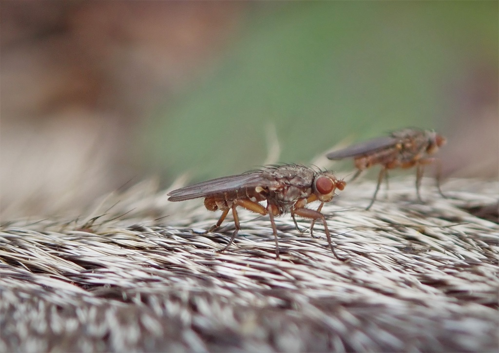 Neoleria ruficauda