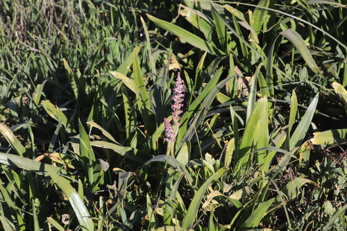 Lachenalia elegans