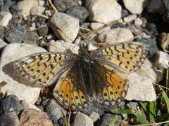 Boloria pales