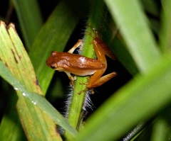 Dendropsophus sanborni